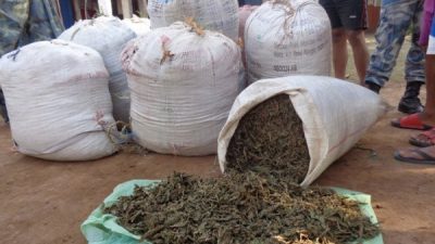 उदयपुरमा ७५० किलो गाँजा बरामद, दुई जना पक्राउ